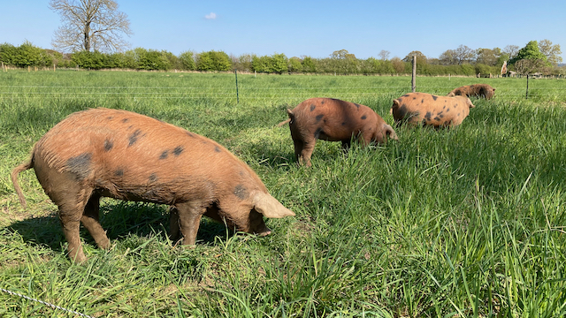 Oxford Sandy and Black Pigs